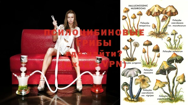 шишки Каменногорск